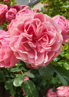 blooming pink rose