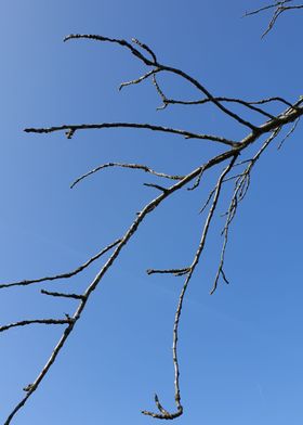 Lonely branch in the sky