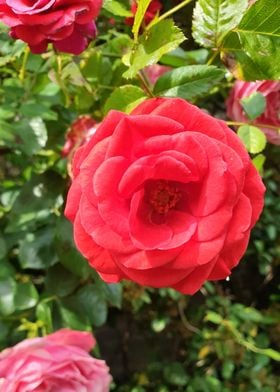 beautiful red rose