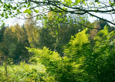 the golden rays on ferns