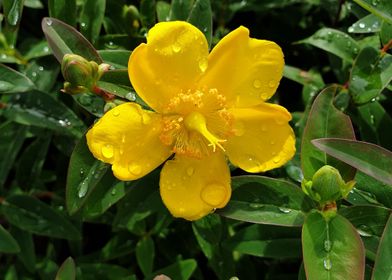 Wet yellow flower