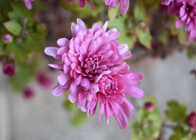 Pink flowers 