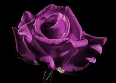 violet rose in black