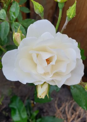 white rose