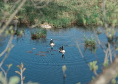 Canada geese