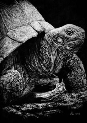 Tortoise 