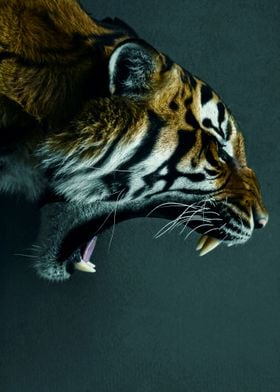 Angry Tiger face poster  