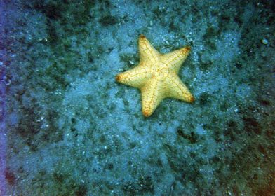 Yellow Star Fish