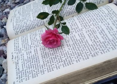 Pink rose in the book 