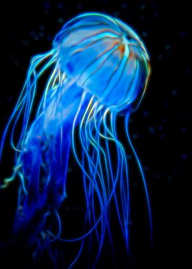 Jellyfish