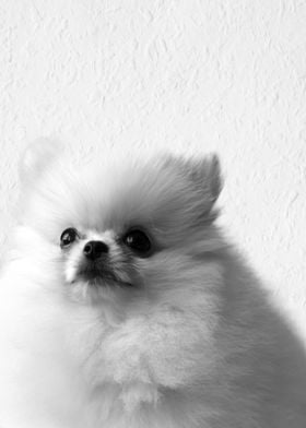 Cute Dog in BW