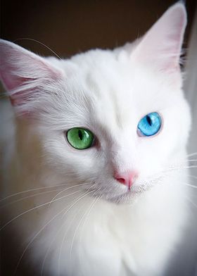 white cat
