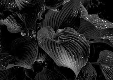 Hostas and Raindrops