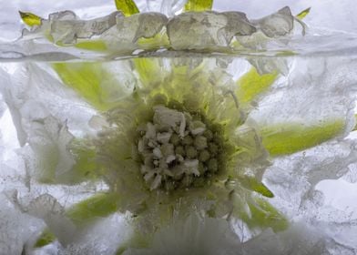 White scaevola in ice 2