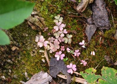 Pink Clovers