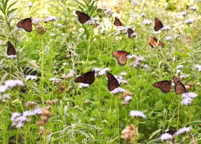 Field of Monarchs