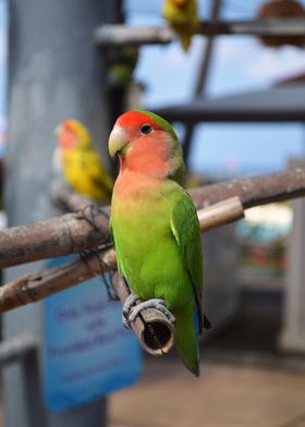 Parrot 4