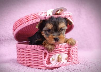 Yorkie puppy