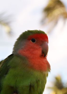 Parrot 8