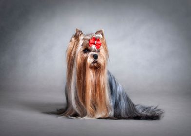 Yorkshire terrier 