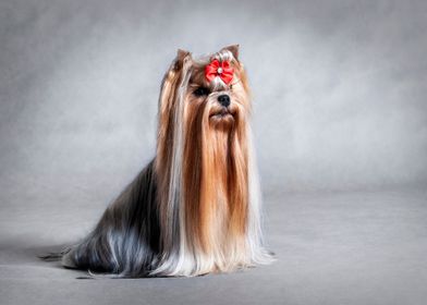 Yorkshire terrier 