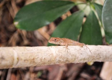 Anole 7