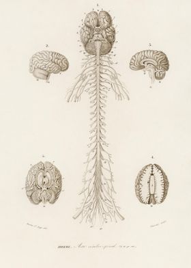 HumanS Brain Illustrated B