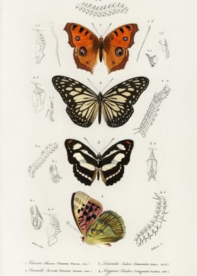 Collection Of Butterflies 