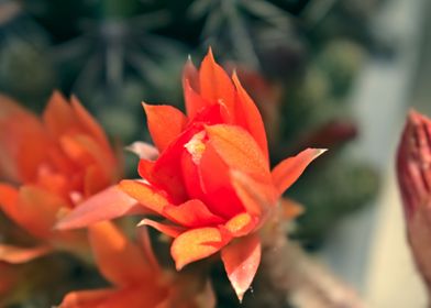 Cactus and his flowers