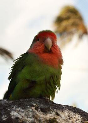 Parrot 7