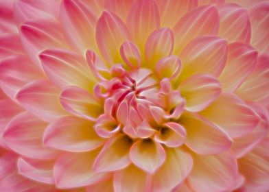 Dahlia