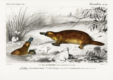 Platypus Ornithorhynchus P