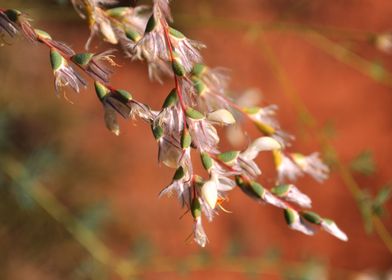 Feathered Plant