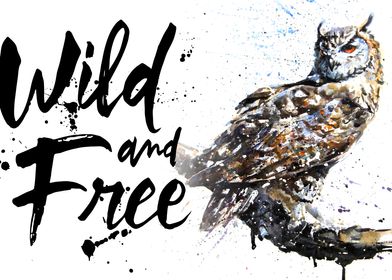 Owl wild  free