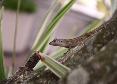 Anole 5