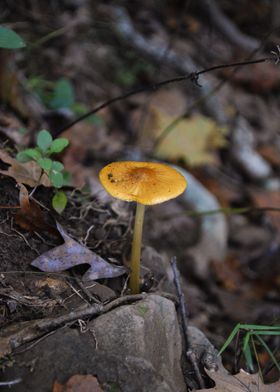 Mushroom 6