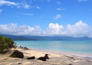 Hawaiian Beach 