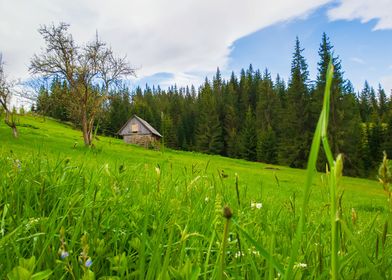 Wooden cottage