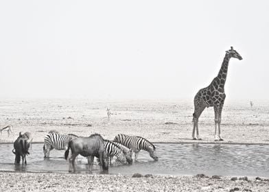 Wildlife in a sandstorm