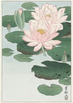 Water Lily 1920  1930 By O