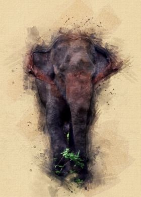 Wild Elephant