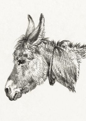 Head Of A Donkey 1818 By J
