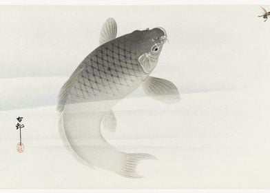 Carp And Fly 1900  1930 By