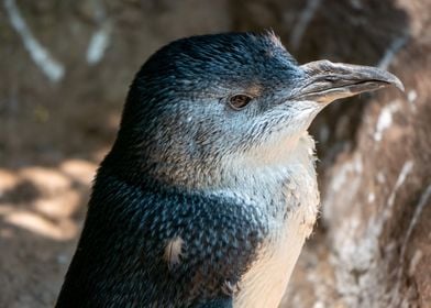 Little Blue Penguin