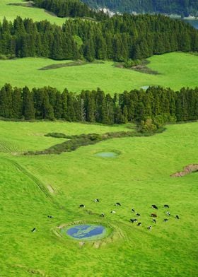 Green pastures