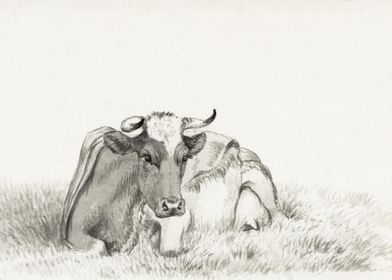Lying Cow 1816 By Jean Ber