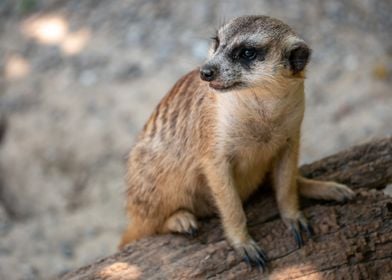 Meerkat