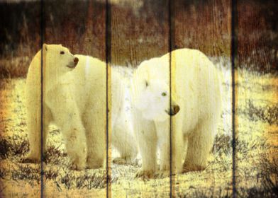 Polar Bears Ice Cool