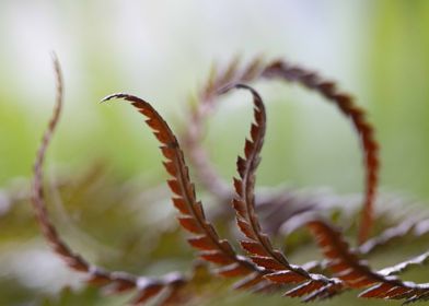 Dancing leaves