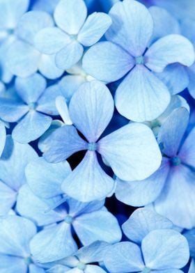 Hydrangea closeup